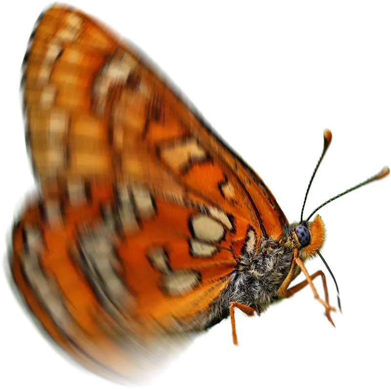 Schmetterling fliegt