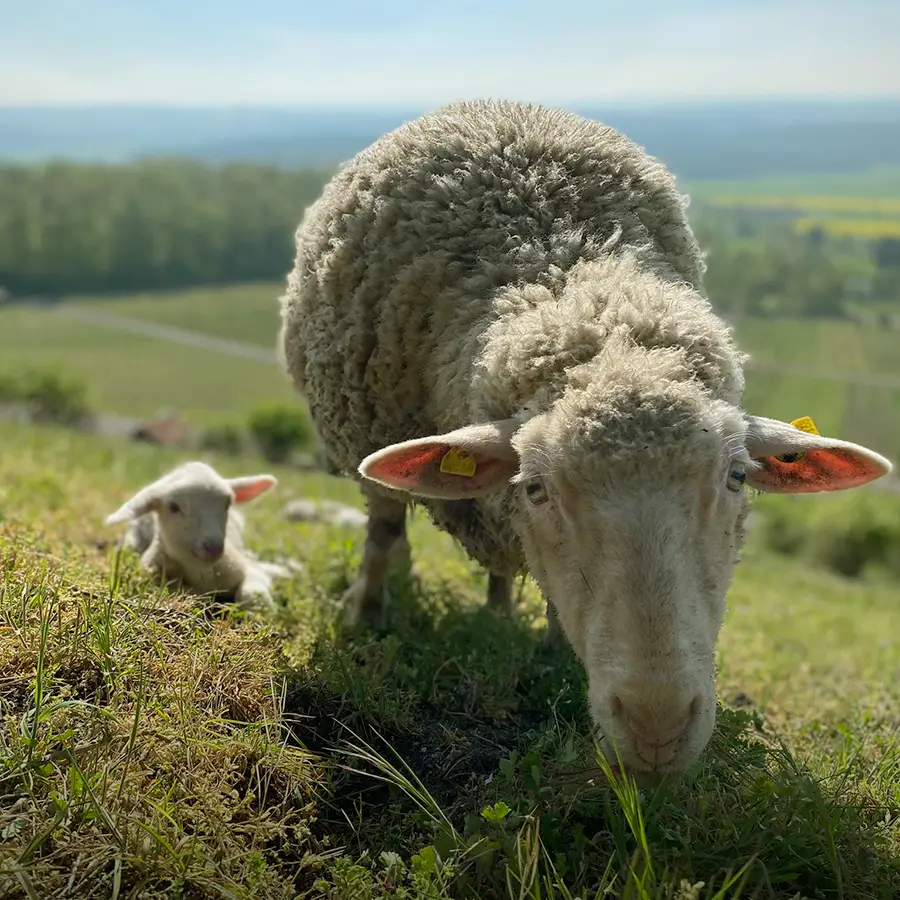 Landschafts&shy;pflege